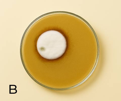 Campione trattato con materiale fotocatalitico con riduzione della contaminazione microbica